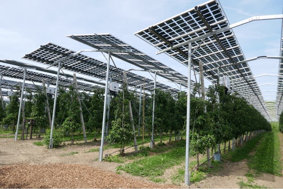  Boosting Farm Productivity with Semi-Transparent Solar Panels